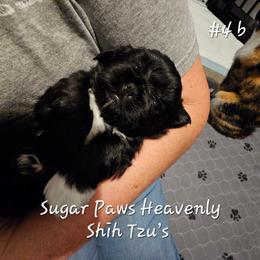 4th born boy - Blue and white male Shih Tzu puppy in Havelock, North Carolina from Sugar Paws Heavenly Shih Tzu’s