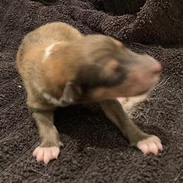 Jenny - Sable and white female Collie puppy in Yulee, Florida from Three Collie Farm
