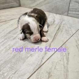 Ella f2 - Red merle female Australian Shepherd puppy in Arbela, Missouri from County Line Aussies