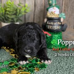Poppy-red collar - Black female Saint Berdoodle puppy in Paw Paw, Michigan from ProAct Canines