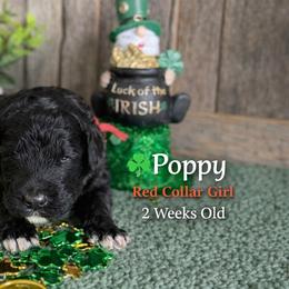 Poppy-red collar - Black female Saint Berdoodle puppy in Paw Paw, Michigan from ProAct Canines