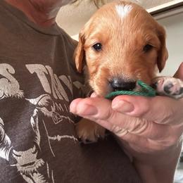 Mr Green - Dark golden male Golden Retriever puppy in Stratton, Colorado from Anam Cara Retrievers