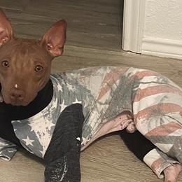 American Hairless Terriers from Copper Lilly Kennel
