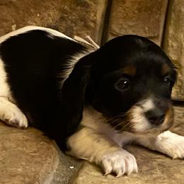 OREO - Piebald male Dachshund puppy in Elizabethtown, Kentucky from Teeny Tiny Puppy Tails