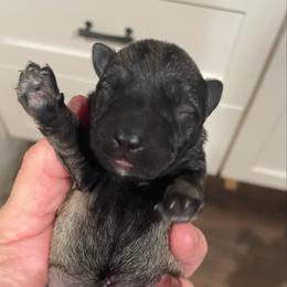 Carter - Salt and pepper male Miniature Schnauzer puppy in Interlachen, Florida from Pam's Schnauzers