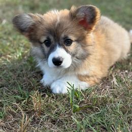 Jo - Black (Fluffy with tail) - Sable female Pembroke Welsh Corgi puppy in Milan, Georgia from Williams’ Welsh Corgis LLC