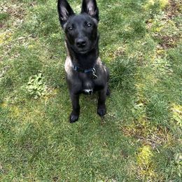 Belgian Malinois Puppies from Stellar Malinois