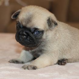 Yoshi - Fawn male Pug puppy in Winnsboro, Texas from Southern pugs