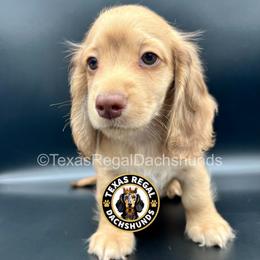 Prince - Cream male Dachshund puppy in Houston, Texas from Texas Regal Dachshunds LLC