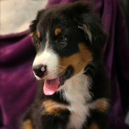 Valentine - Black tri-color male Australian Shepherd puppy in Smithfield, Utah from Invictus Farms