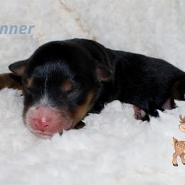 Donner - Black phantom male Aussiedoodle puppy in Foxworth, Mississippi from Ten Mile Aussies