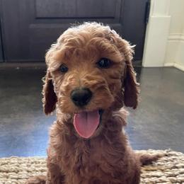 Goldendoodles from Magnolia Poodles and Doodles