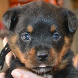 Boy 2 - male Rottweiler puppy in Dawson Springs, Kentucky from Lakeview Rottweilers