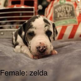 Zelda - Harlequin female Great Dane puppy in Albuquerque, New Mexico from Legacy Danes