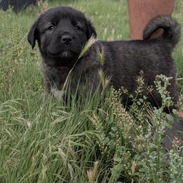 Anatolian Shepherd Dog and Labrador Retriever Puppies from Learning With Dogs