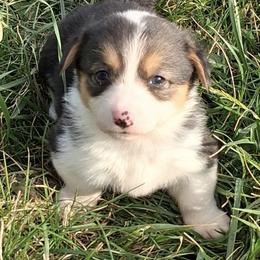 Annie - Black and tan female Pembroke Welsh Corgi puppy in Hillsville, Virginia from Bonderosa Kennels