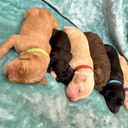 Goldendoodle and Poodle Puppies from SnickerDoodlePups