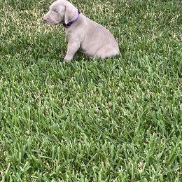 Girl 2 - Weimaraner puppy in Lone Camp, Texas from Bullard’s Weimaraners