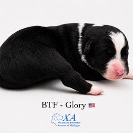 Girl 1 - female Australian Shepherd puppy in Gowen, Michigan from XA AUSTRALIAN SHEPHERDS