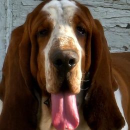 Thunder - Basset Hound