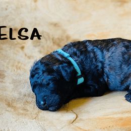 Goldendoodle Puppies from Stoney Creek Doodles