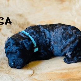 Goldendoodle Puppies from Stoney Creek Doodles