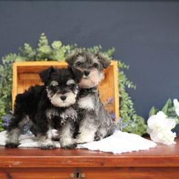 Miniature Schnauzer Puppies from Clay Hill Kennels