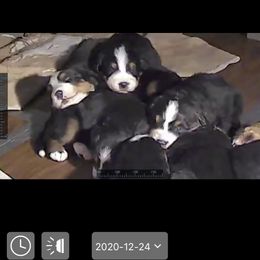 Bernese Mountain Dog Puppies from Humble Hearts Bernese