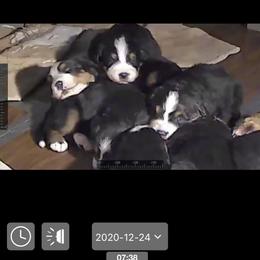 Bernese Mountain Dog Puppies from Humble Hearts Bernese