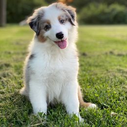 Australian Shepherd Puppies from Trailblazer Australian Shepherds