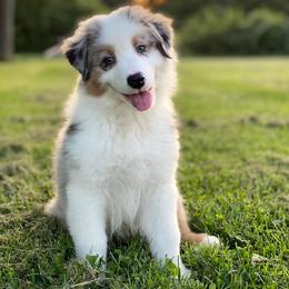 Australian Shepherd Puppies from Trailblazer Australian Shepherds