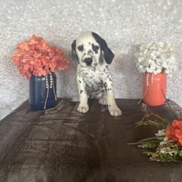 Minnie - White and black Dalmatian puppy in Motley, Minnesota from Dynasty Paws