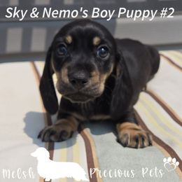 Boy 1 ( Puppy 2 from Birth order) - Black and cream male Dachshund puppy in Anamosa, Iowa from Melsh Precious Pets