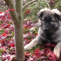 Shiloh Shepherd Puppies from Solace Shilohs