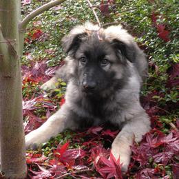 Shiloh Shepherd Puppies from Solace Shilohs