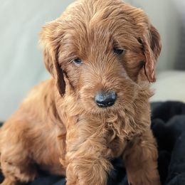 Goldendoodles from Megs Goldendoodles