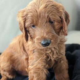 Goldendoodles from Megs Goldendoodles