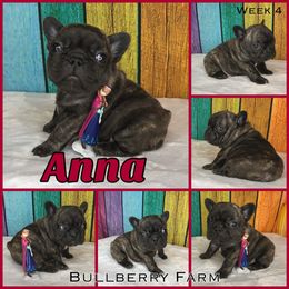 Bulldog Puppies from Bullberry Farm
