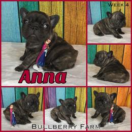 Bulldog Puppies from Bullberry Farm