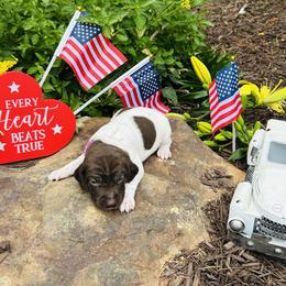 Light Purple - Liver and white female German Shorthaired Pointer puppy in Jefferson, Georgia from Miracles Happen Farm