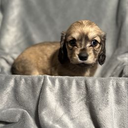 Basil - Cream female Dachshund puppy in Wasilla, Alaska from Denali Mini Dachshunds