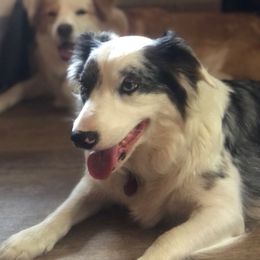Poppy - Border Collie