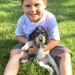 English Cocker Spaniel Puppies from Nonnies Cockers