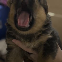 German Shepherd Puppies from James McDonnell