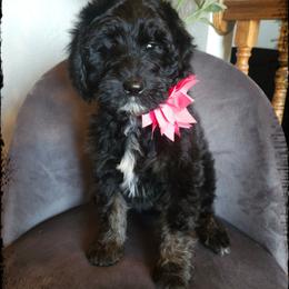 Carbonara - Black and white female Sheepadoodle puppy in Farley, Iowa from Iowa's Doodle Co.