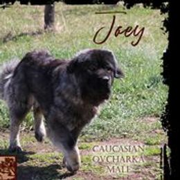 Joey - Caucasian Shepherd Dog