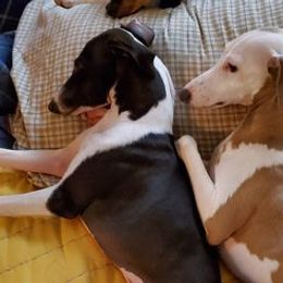Italian Greyhounds from Heartsdesire Italian Greyhounds