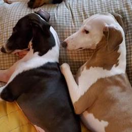 Italian Greyhounds from Heartsdesire Italian Greyhounds