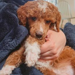 Pawmi - Red  male Poodle puppy in Phoenix, Arizona from Moonshine Kennels AZ
