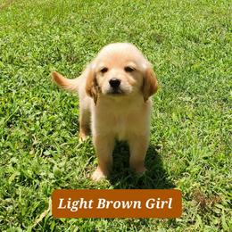 Golden Retriever Puppies from Julie’s Jewels Puppies